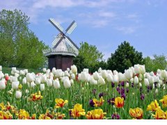 荷蘭市場投資攻略，外國人如何注冊公司？